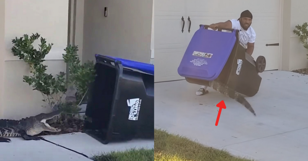 Seorang lelaki Florida menangkap buaya dengan menggunakan tong sampah